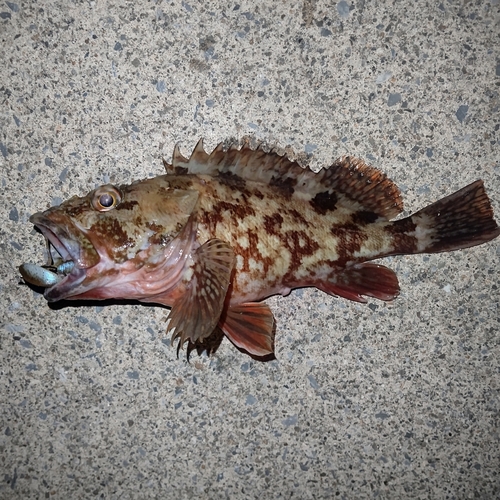 カサゴの釣果