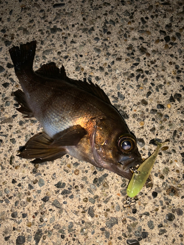 メバルの釣果