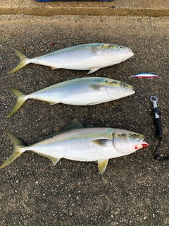 メジロの釣果