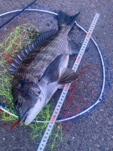 チヌの釣果