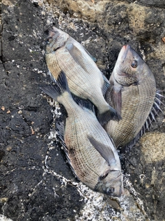 クロダイの釣果
