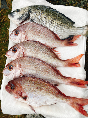 チヌの釣果