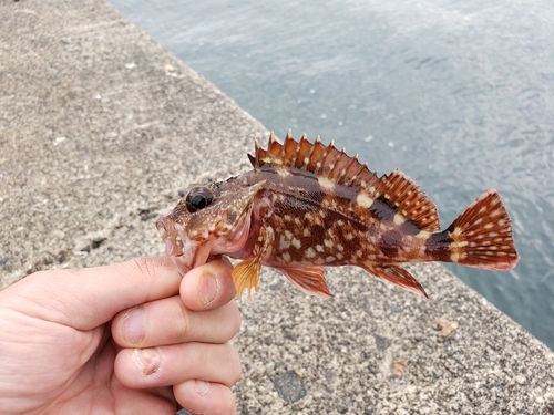 カサゴの釣果