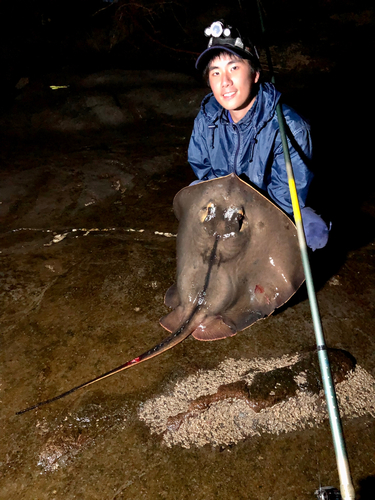 アカエイの釣果