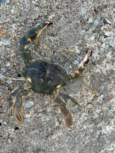 カニの釣果