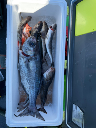 メダイの釣果