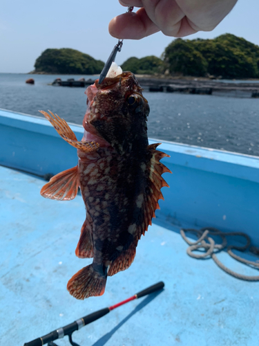 アラカブの釣果