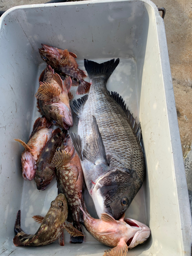 チヌの釣果