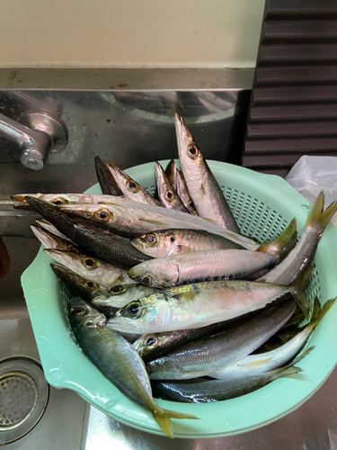 カマスの釣果