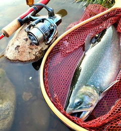 オショロコマの釣果