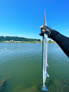 ダツの釣果