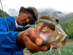 ブラックバスの釣果