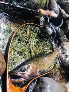 イワナの釣果