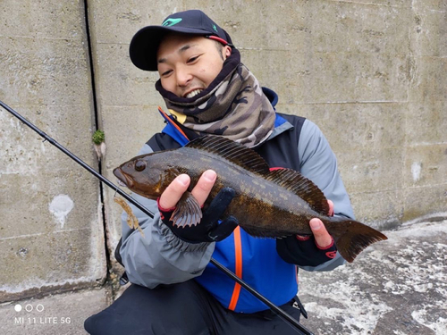 アイナメの釣果