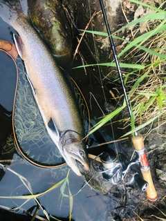 ブルックトラウトの釣果