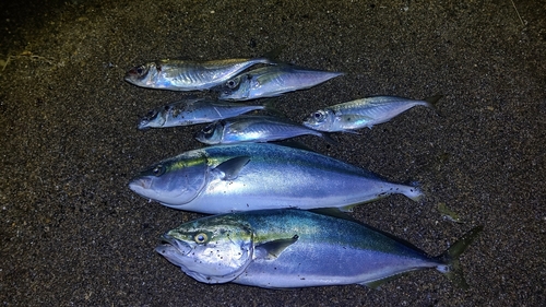 イナダの釣果