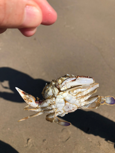 モクズガニの釣果