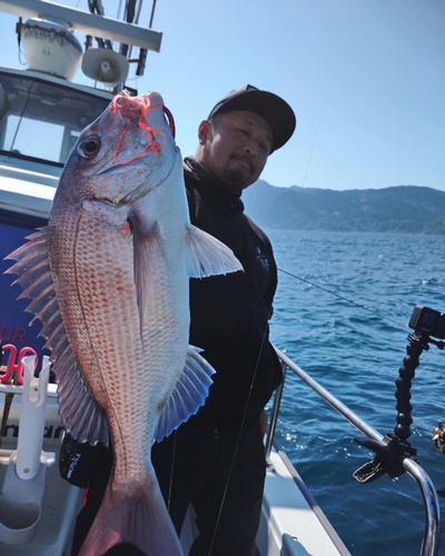 マダイの釣果