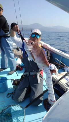 マダイの釣果