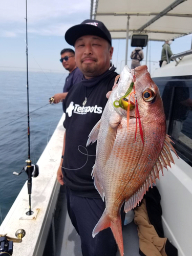 マダイの釣果