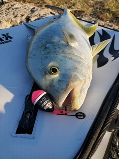 オニヒラアジの釣果