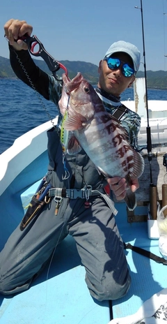 マハタの釣果