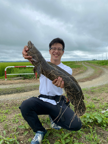 ライギョの釣果