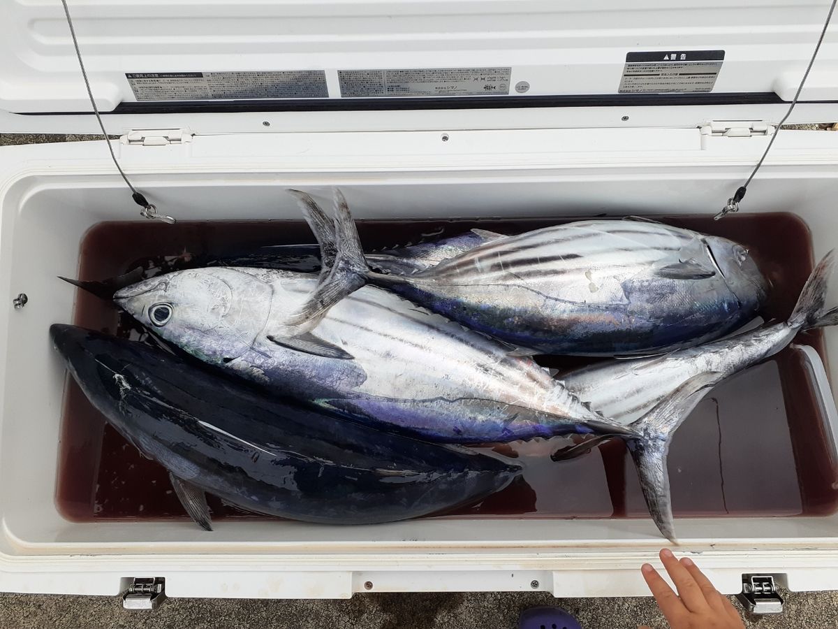 マヒロさんの釣果 1枚目の画像