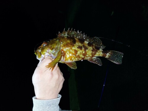 カサゴの釣果