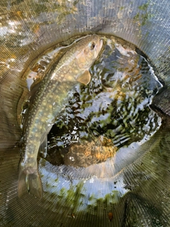 イワナの釣果