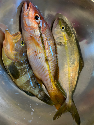 ヨコスジフエダイの釣果