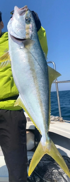 ヒラスの釣果