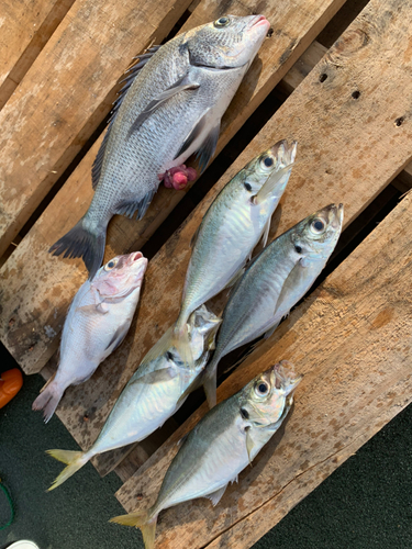 マダイの釣果