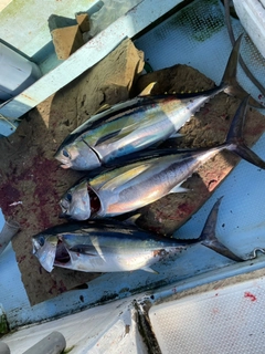 ビンチョウマグロの釣果