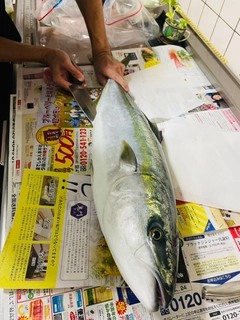 ブリの釣果