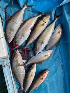 ヒレナガカンパチの釣果