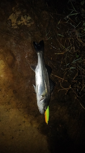 セイゴ（マルスズキ）の釣果