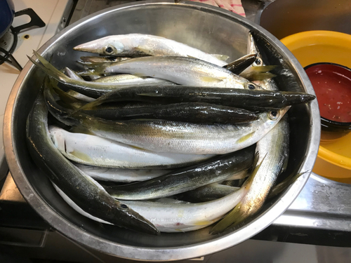 カマスの釣果