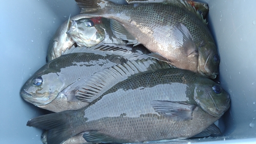 メジナの釣果