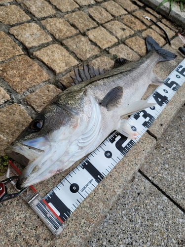 スズキの釣果