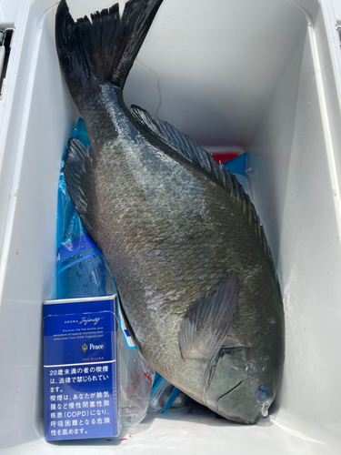 オナガグレの釣果