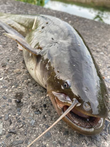 ナマズの釣果