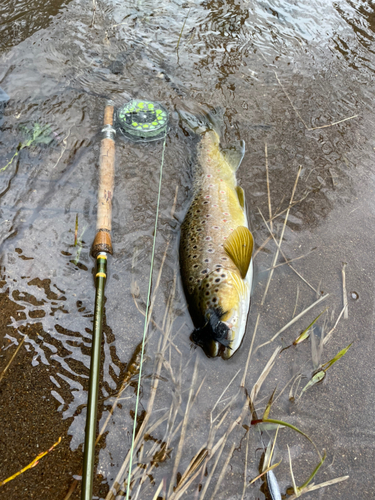 ブラウントラウトの釣果