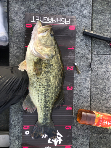 ブラックバスの釣果