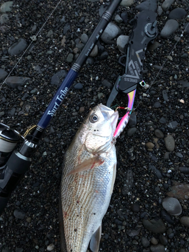 イシモチの釣果