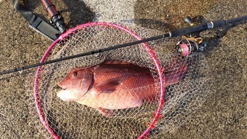 コブダイの釣果