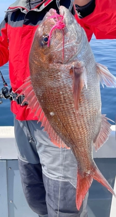 マダイの釣果