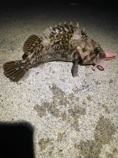 オウゴンムラソイの釣果