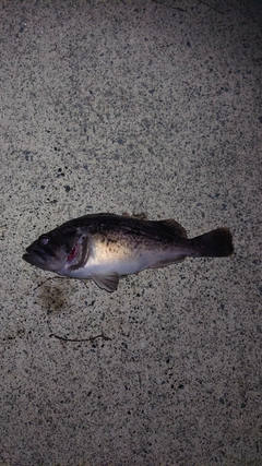 クロソイの釣果