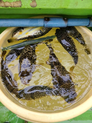 コモンフグの釣果